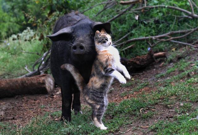 Daily Picdump