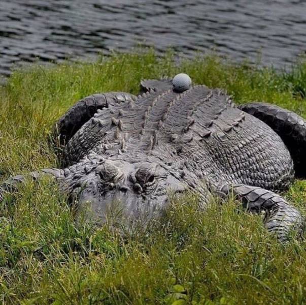 Daily Picdump