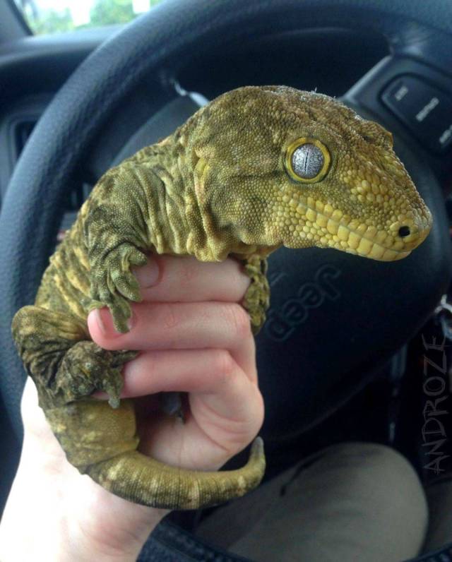 Daily Picdump