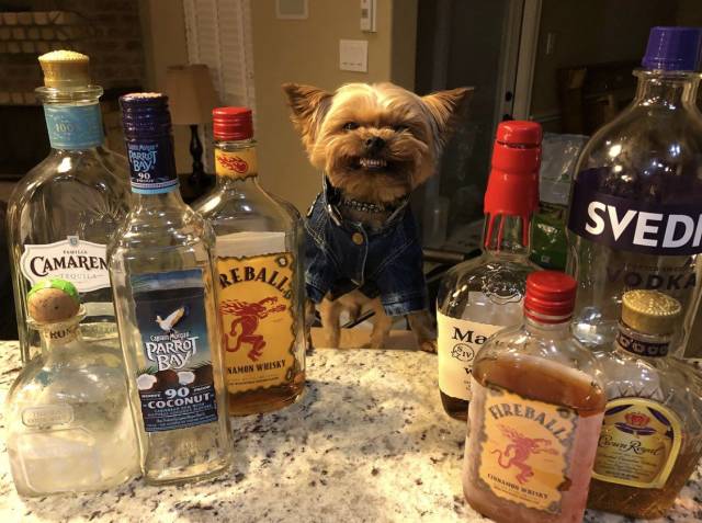 Daily Picdump