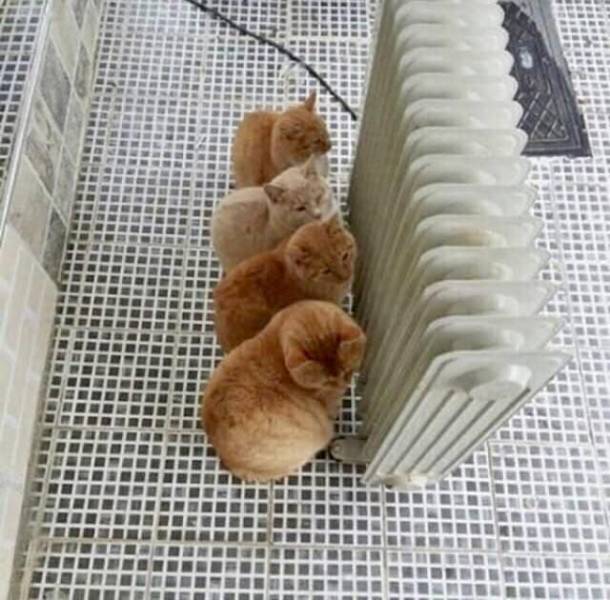 Daily Picdump