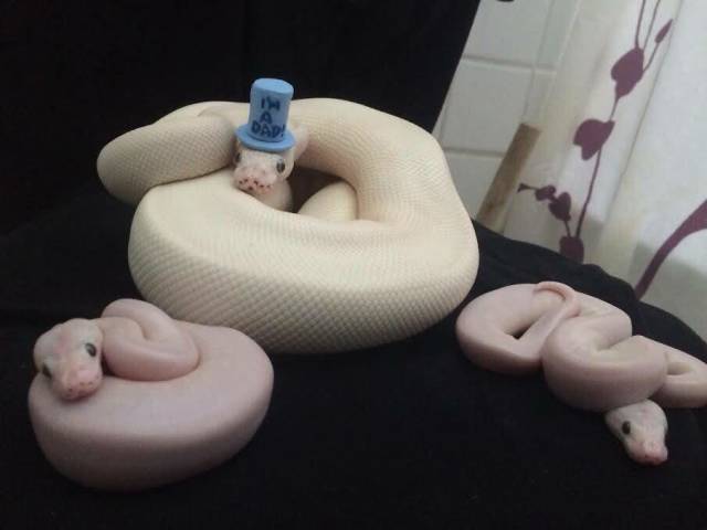Morning Picdump