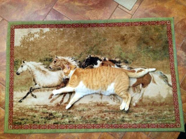 These Photos Don’t Contain What You See On Them