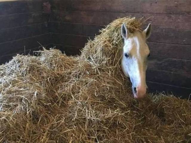 These Photos Don’t Contain What You See On Them