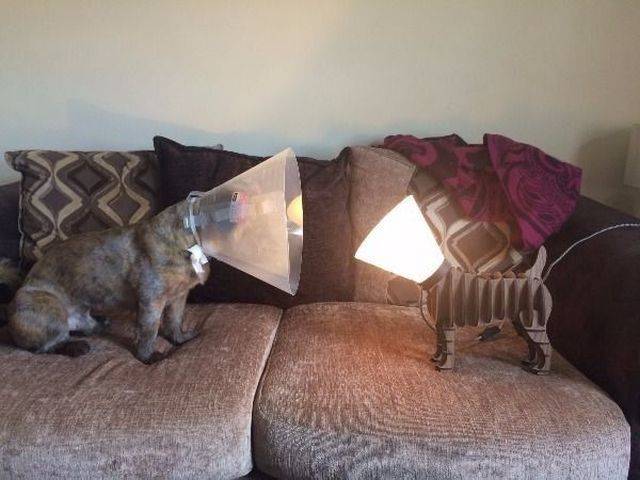 Daily Picdump