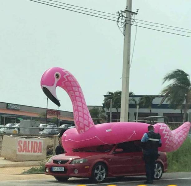 Morning Picdump