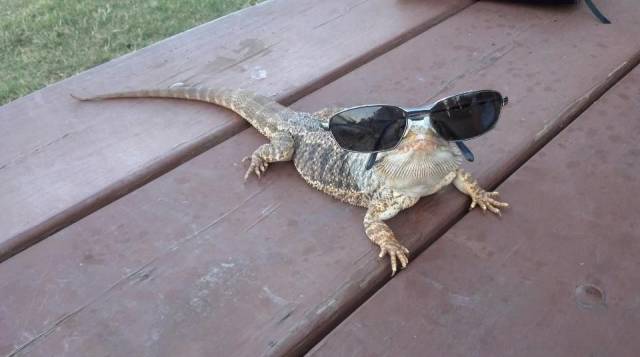 Daily Picdump