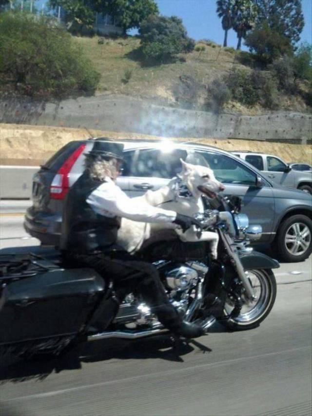 Daily Picdump