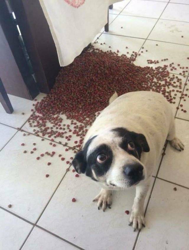 Morning Picdump