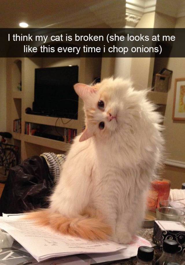 Morning Picdump