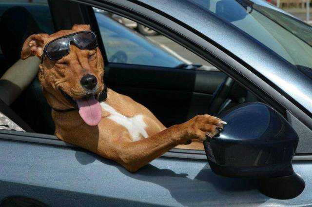 Daily Picdump
