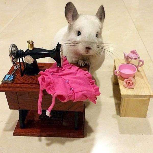 Daily Picdump
