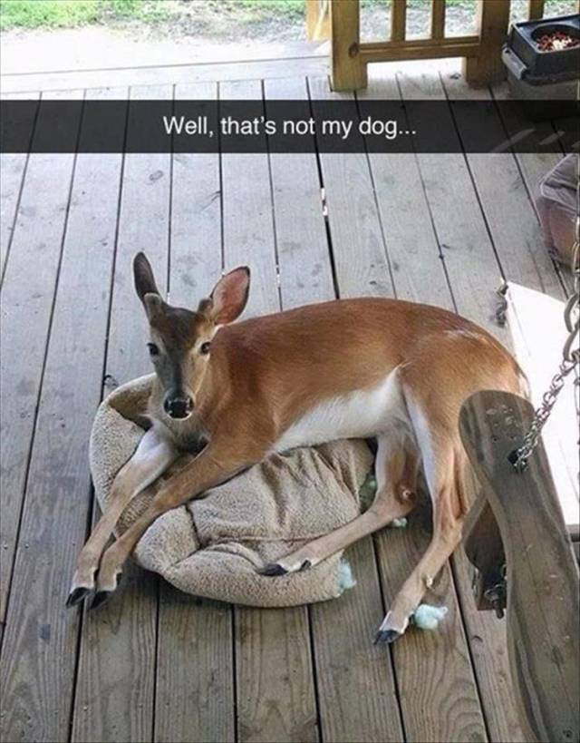 Daily Picdump