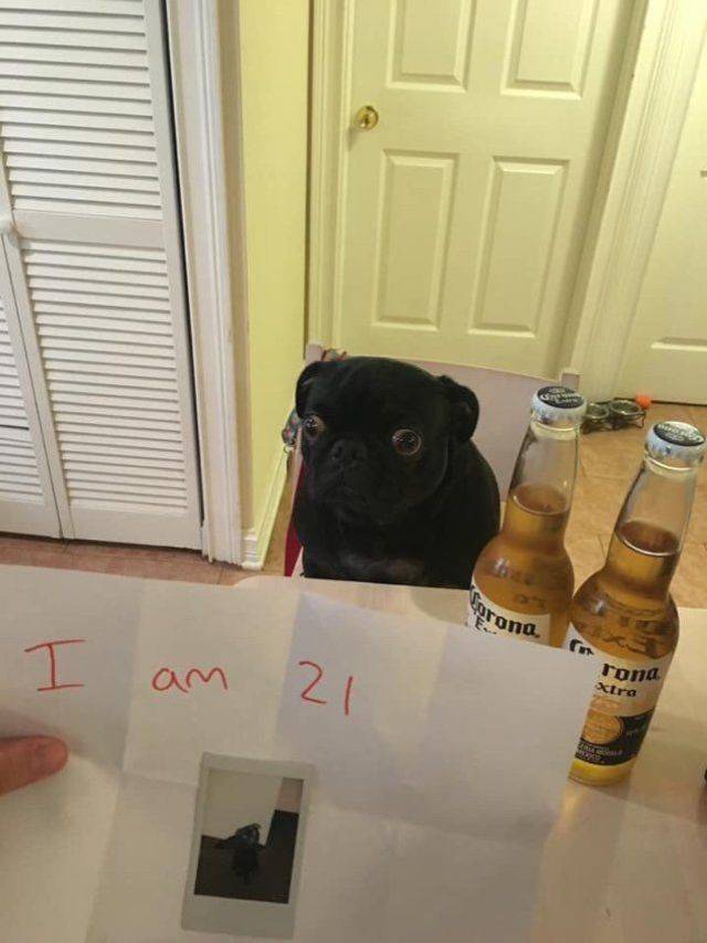 Daily Picdump