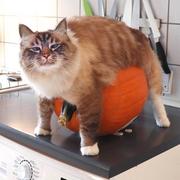 Daily Picdump