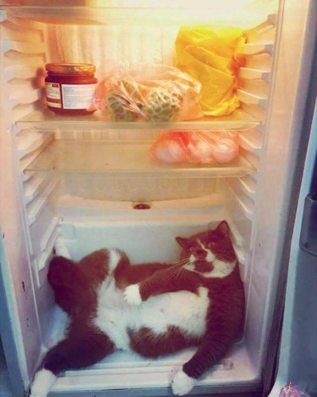 Daily Picdump
