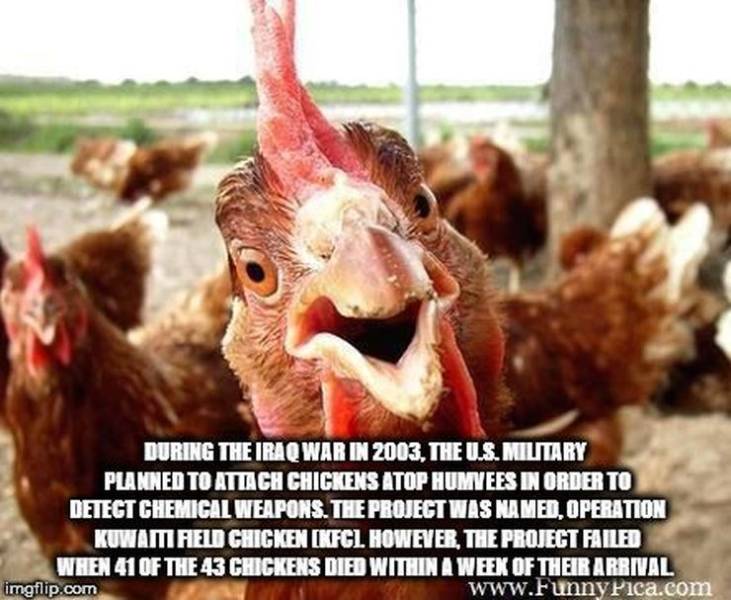 Everyone Likes Facts!