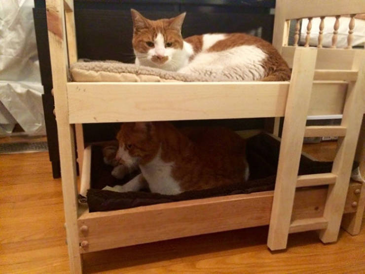 They Said They Didn’t Want A Cat…