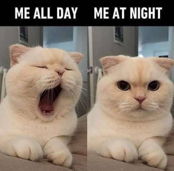 Daily Picdump