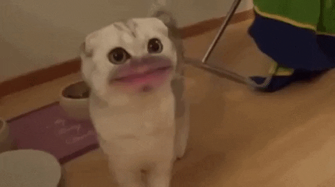 GIF Science At Its Absolute Best