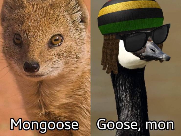 Funny Picdump