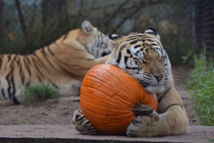 Morning Picdump