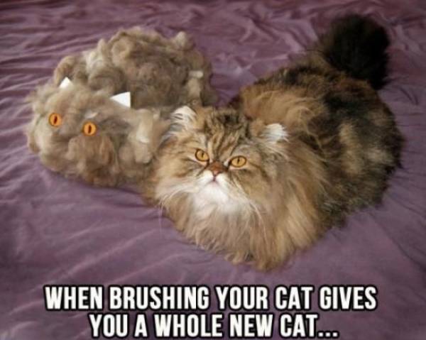Funny Picdump