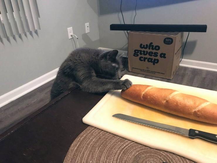 Daily Picdump