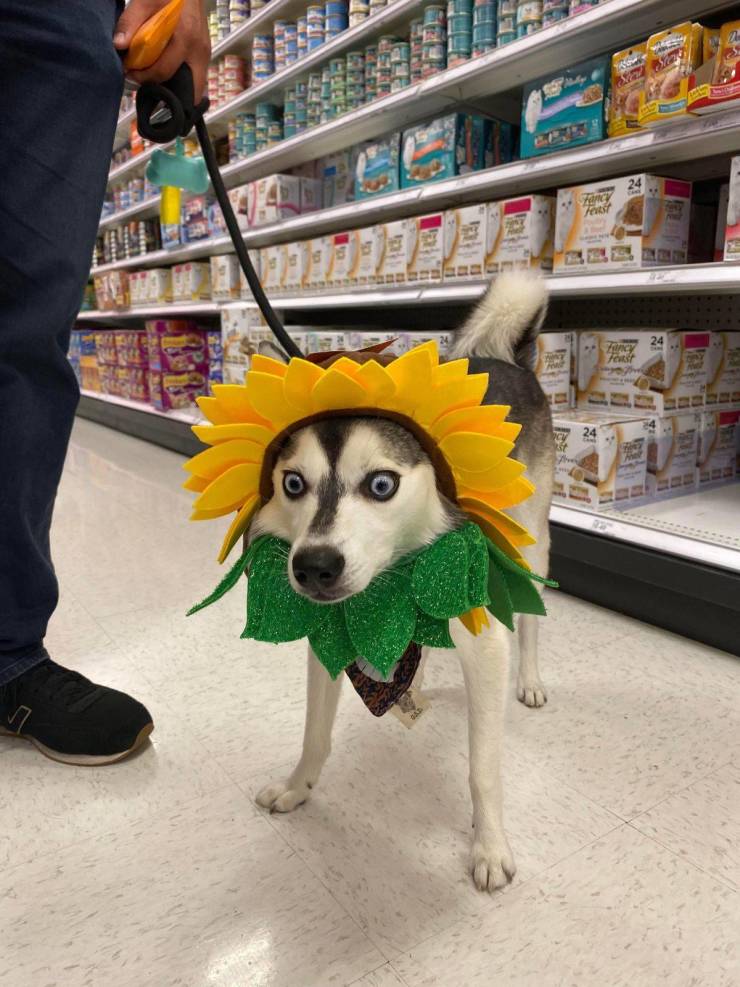 Daily Picdump