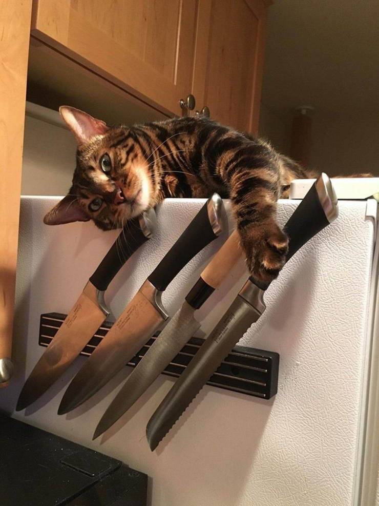 Daily Picdump