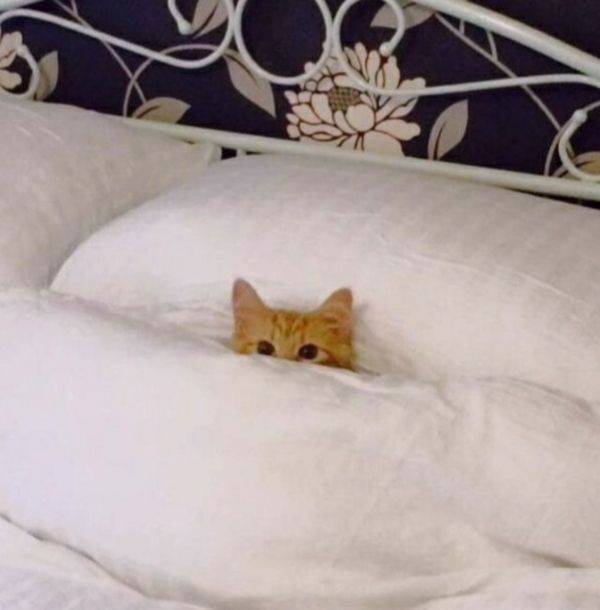Daily Picdump