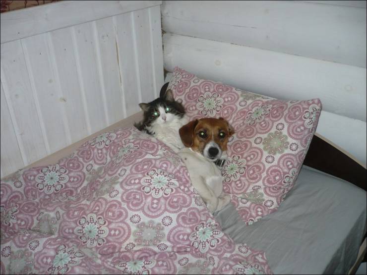 Daily Picdump