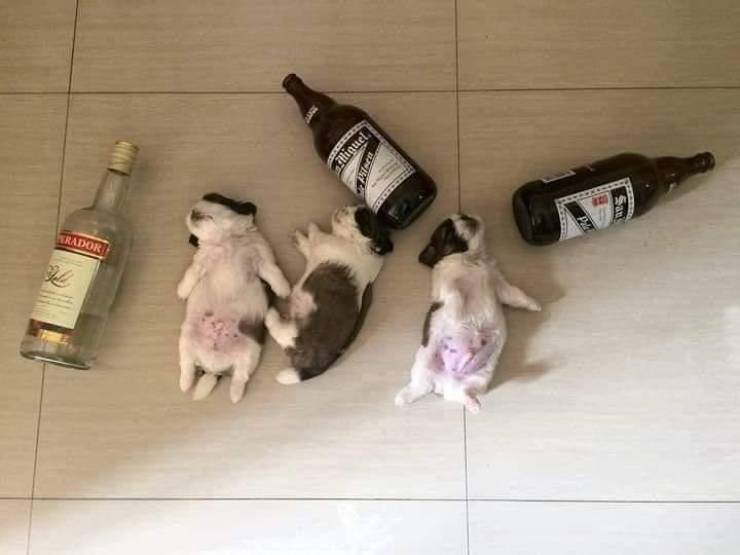Daily Picdump