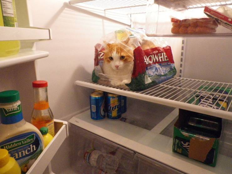 Daily Picdump