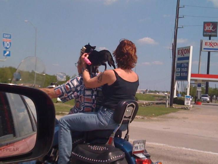 Daily Picdump