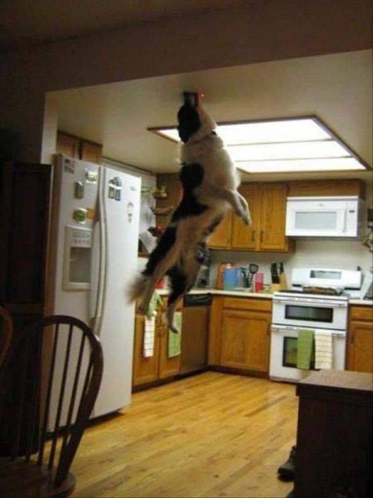 Daily Picdump