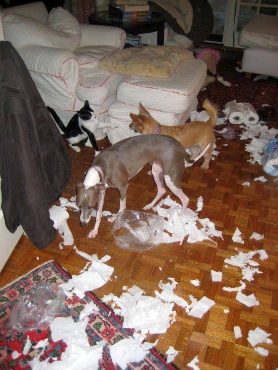 Daily Picdump