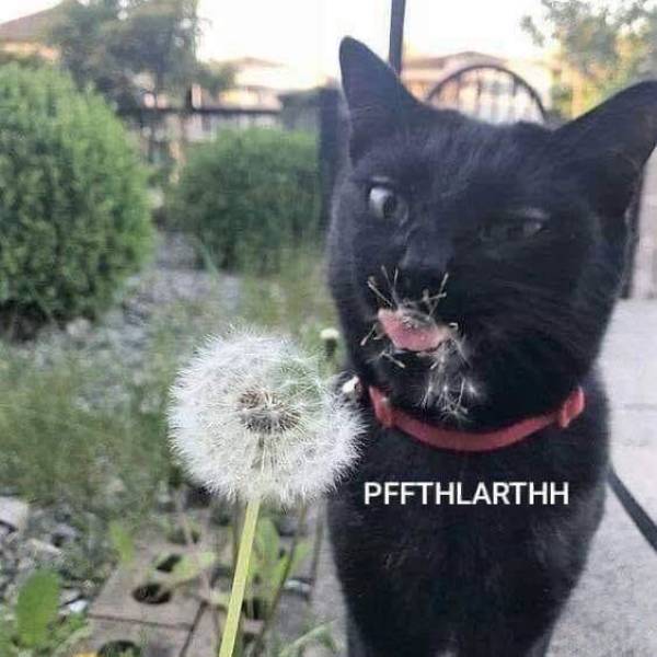 Funny Picdump