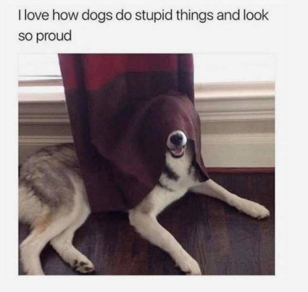 Funny Picdump