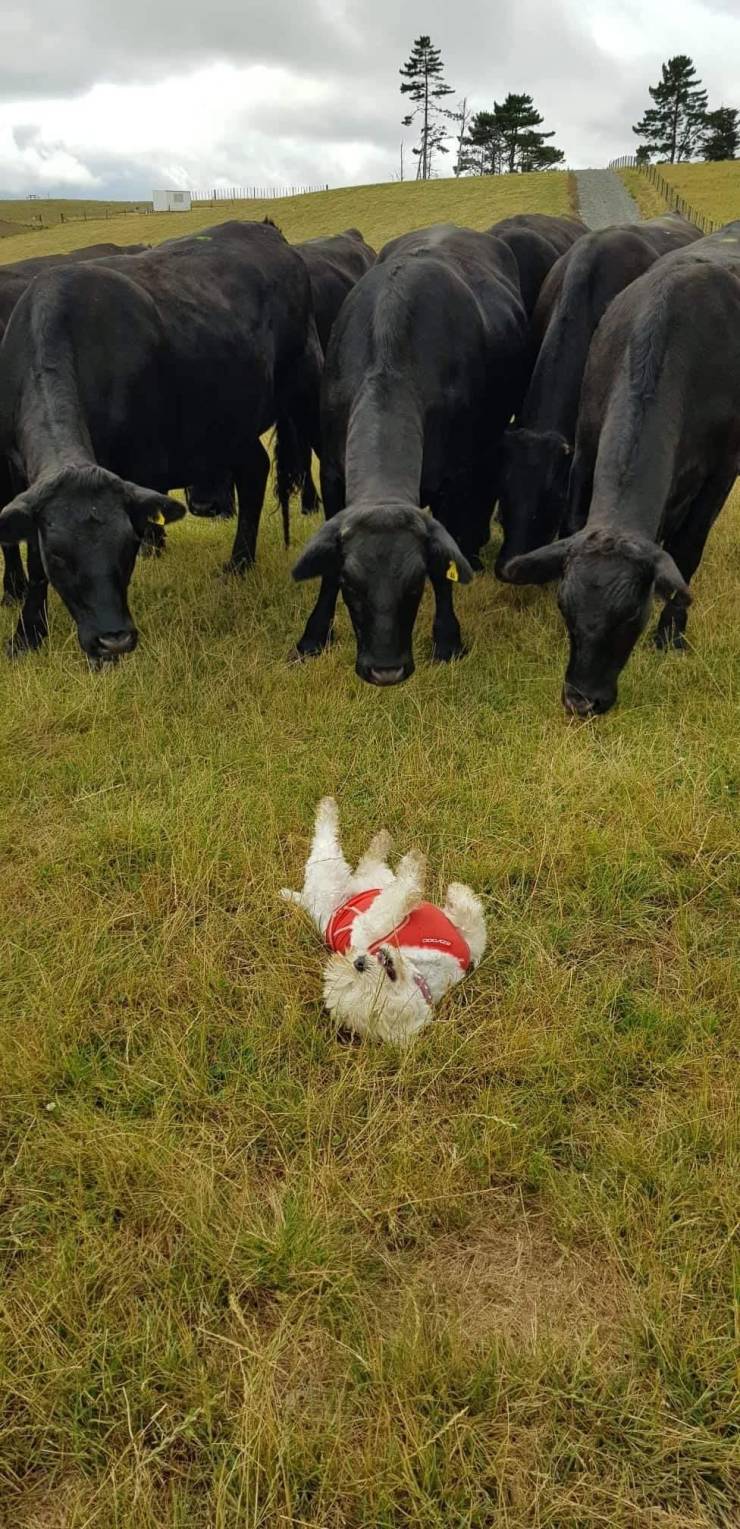 Daily Picdump [WEEKEND EDITION]