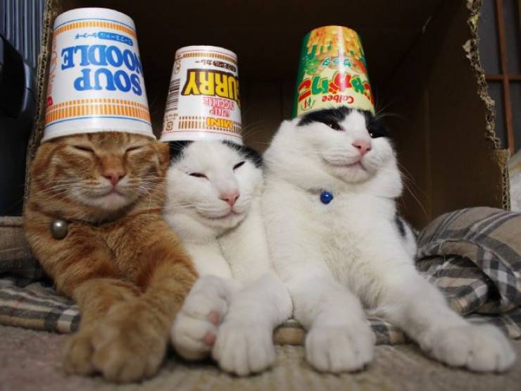 Daily Picdump