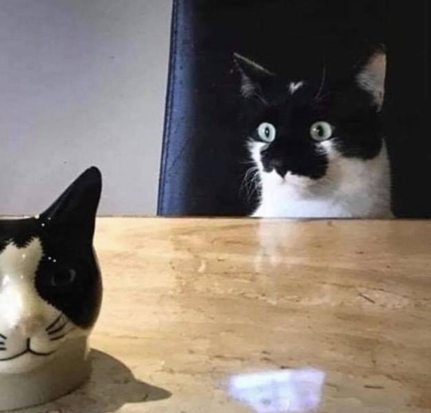 Daily Picdump