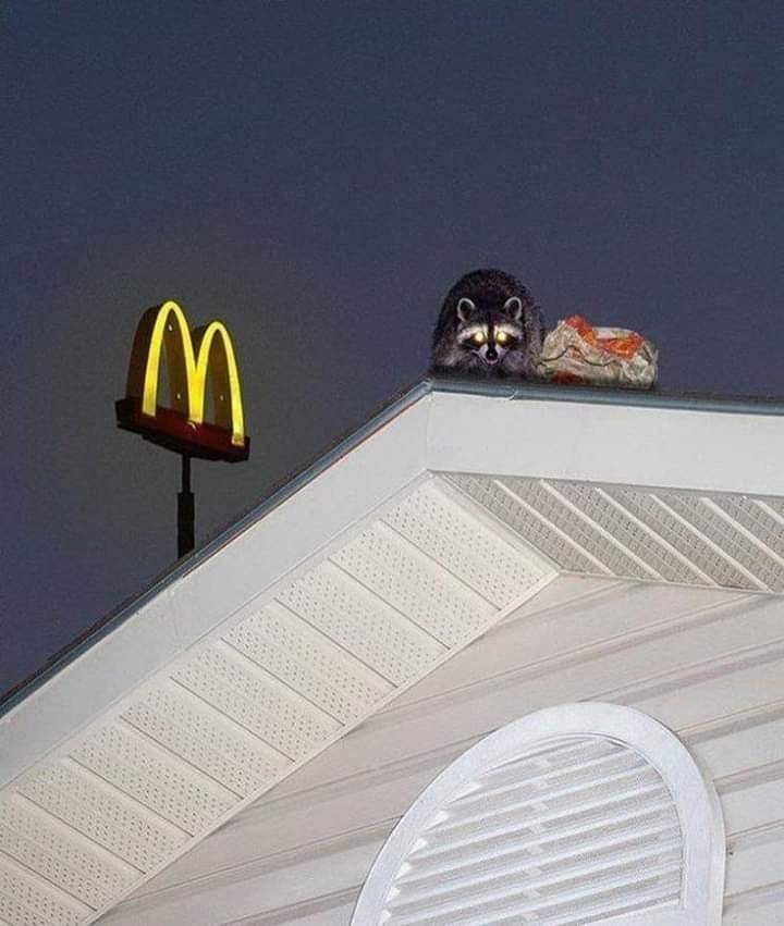 Daily Picdump