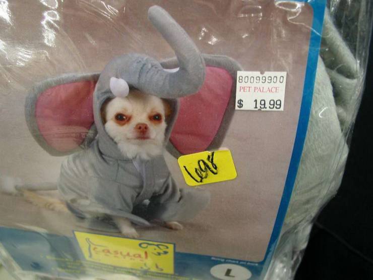 Daily Picdump