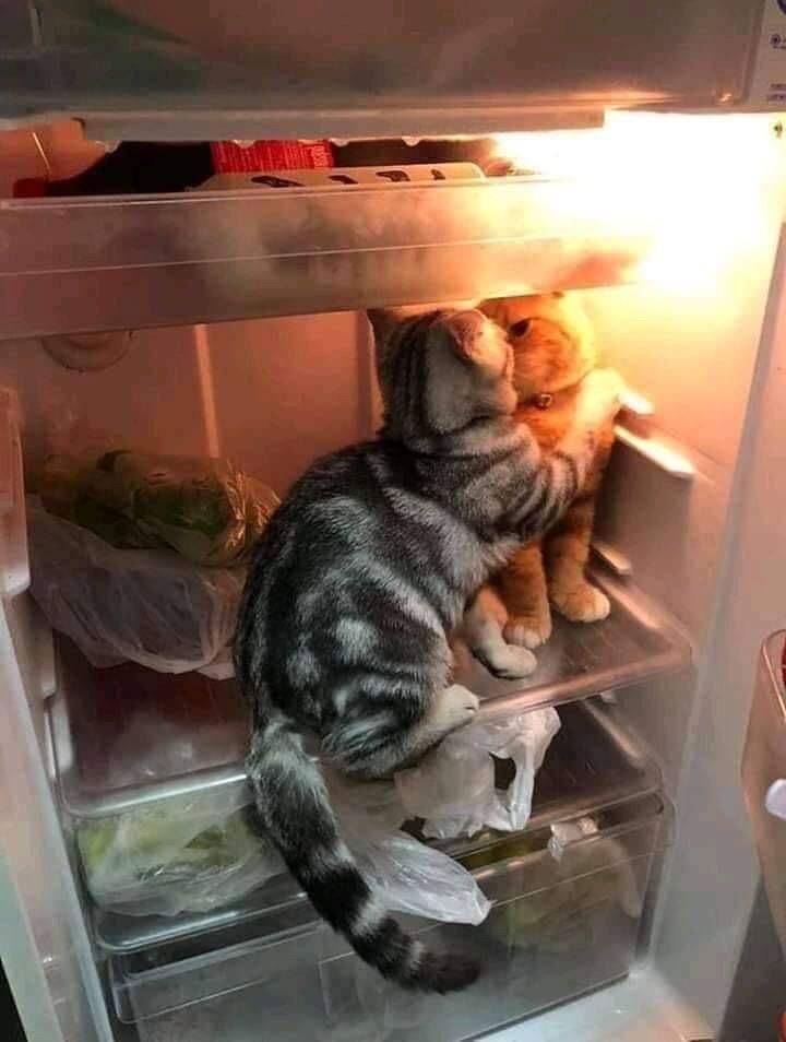 Daily Picdump