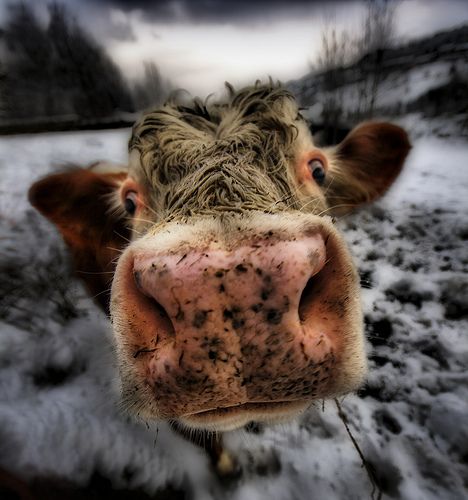 Funny picdump (125 pics)