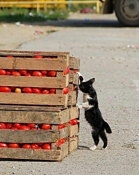 Funny picdump (106 pics)