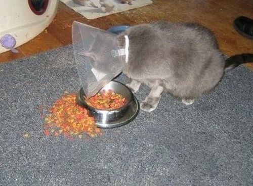 Funny picdump (154 pics)