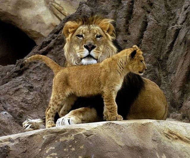 Funny picdump (154 pics)