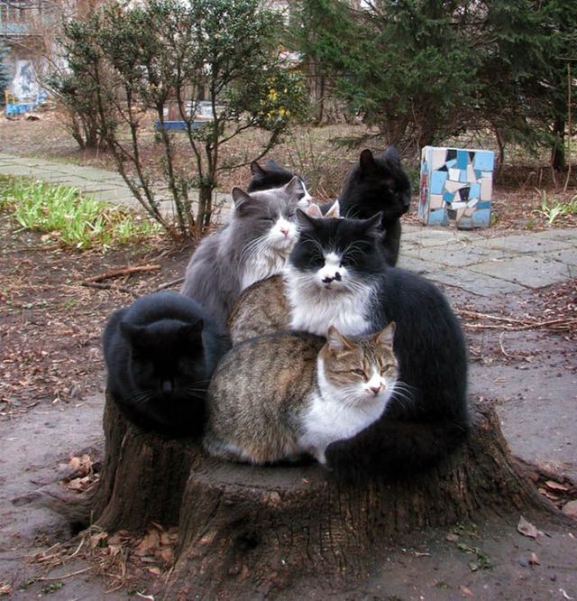 Funny picdump (129 pics)